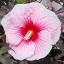 Hibiscus 'Summer Storm'